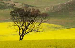 Solution and Aerial grade gypsum